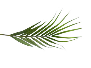 Bamboo palm leaves or palm leaf on white background. Green leaves or green leaf isolated on white background.