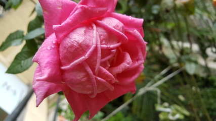 Vibrant pink rose at the garden