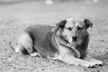 Black and white photo of homeless dog outdoors