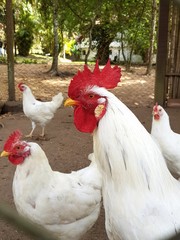 red crested roosters