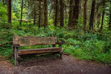 Bench in forest
