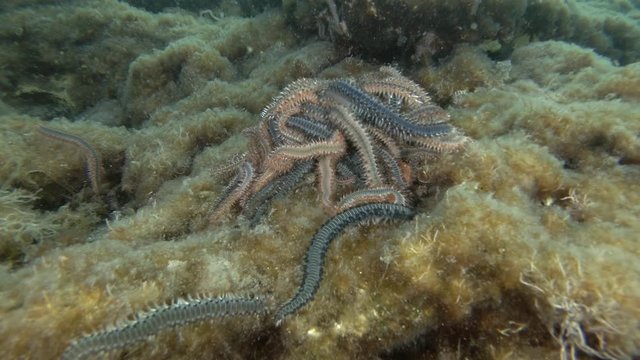 Time-lapse, A lot of fireworms in mating season. Bearded Fireworm (Hermodice carunculata) Underwater shot. Mediterranean Sea, Europe.