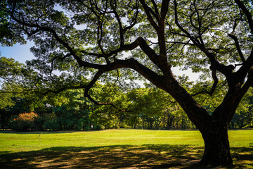 Green tree forest in city park with sunnny day light