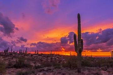Papier Peint photo Arizona Cactus au coucher du soleil en Arizona
