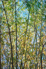 La belleza del bambu iluminado por el sol 