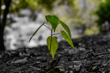 young plant in soil