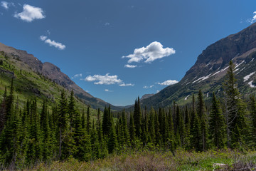Pine Trees in the Valley Between Montana Mountains
