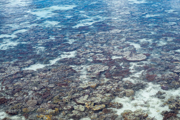 Roral reef around an island in Celebes Sea during low tide, which makes amazing scenery and shows small marine organisms. Remote islands in Bum Bum Island with healthy coral reef.
