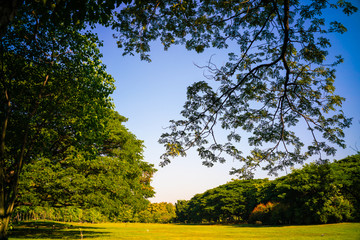 Fototapeta premium Green tree forest in city park with sunnny day light