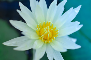 Close up of a white water lily in pond (blue filter used)