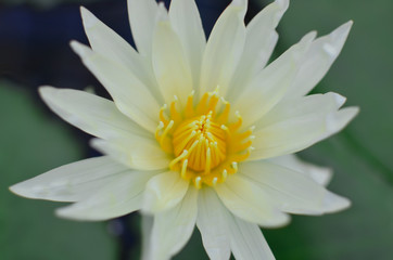 Close up of a white water lily in pond