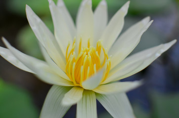 Close up of a white water lily in pond