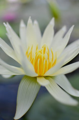 Close up of a white water lily in pond