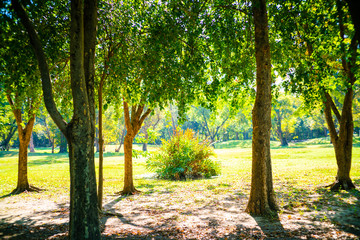 Green tree forest in city park with sunnny day light