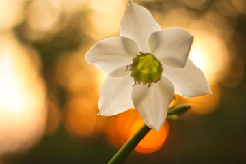 Los rayos del sol colorean la flor © Clara