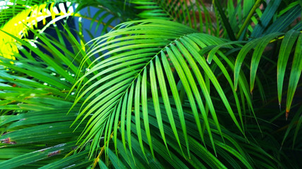 green leaves of coconut for nature background 