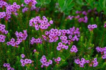 Purple Mountain Heather on Alpine Mountain