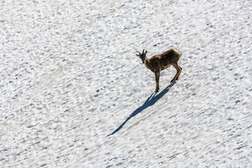 Profile of bighorn sheep standing on snow field
