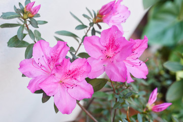 Flor rosada de color intenso 