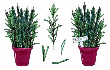 Rosemary green herb, branches with green leaves. Isolated on white background. Marker hand drawn sketch. Set of herbs in pots. Green aromatic plants in flowerpot. Botanical sketch.
