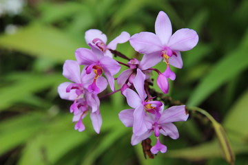 Naklejka na ściany i meble Purple Orchids