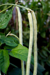 Growing yard-long bean without chemicals, sufficiency economy.