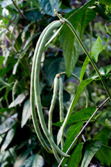 Growing yard-long bean without chemicals, sufficiency economy.