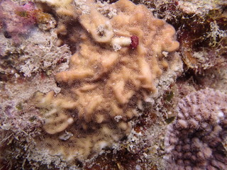 Beautiful coral found at coral reef area at Tioman island, Malaysia