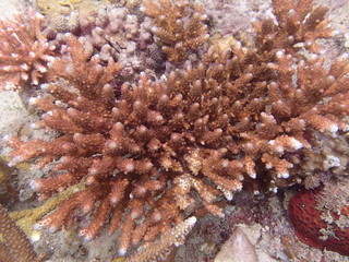 Fototapeta premium Beautiful coral found at coral reef area at Tioman island, Malaysia