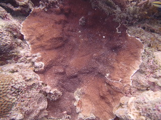 Beautiful coral found at coral reef area at Tioman island, Malaysia