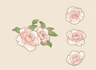 light pink roses