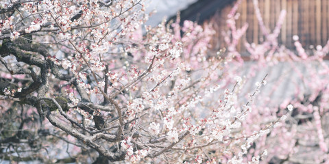 Plum Blossom at Kitano Tenmangu Shrine in Kyoto, Japan.