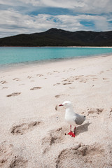 Seagull walking on white sandy beach at Wineglass bay, tasmania