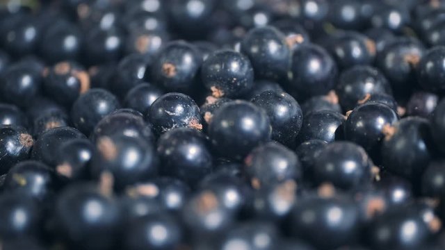 Rotate of fresh blackcurrant. Close up. Camera rotation 360 degrees. Black currant or blackcurrant (R&iacute;bes n&iacute;grum)