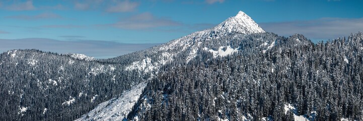 Wide Angle View of Thick Forest Trees on Hillside of Snow Covered Mountain Peak