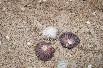 Close up of beautiful shells on the sandy beach