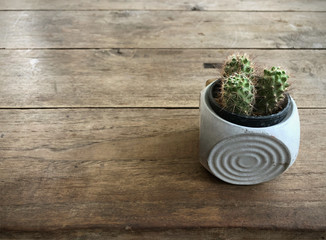 beautiful background of vintage style decoration. cactus in concrete pots on wooden background, cactus in clay modern shape pots, background of nice cute cactus on wooden table for element