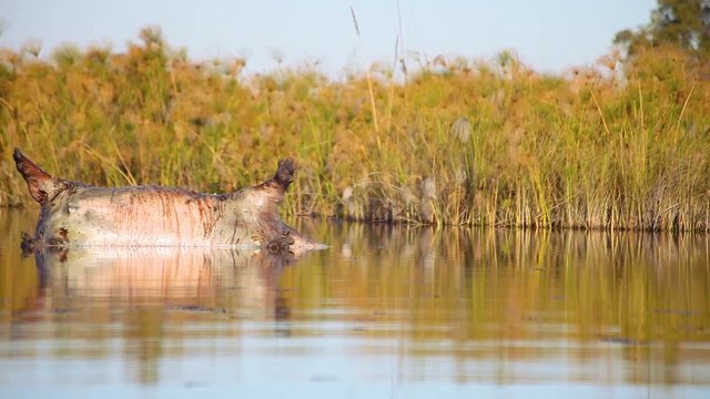 Dead hippo floating in the river water. Okavango Delta, Botswana.