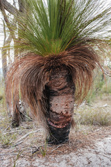 Palm tree in a funny shape of human face with afro hair