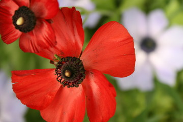 Red Poppy