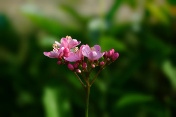 Pink Flowers On Its Tree with Blury Background