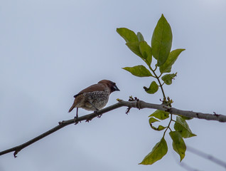 Portrait of a Bird