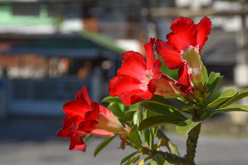 Fototapeta na wymiar outdoors, blur background beautiful nature green leaf and bright red azalea flower bloom Giving a fresh and romantic feeling.