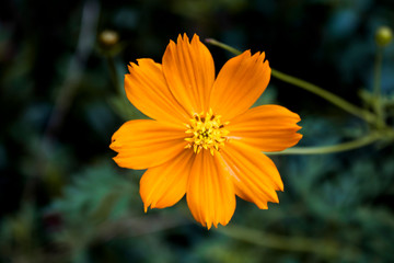 flower in garden and flower in outdoor  