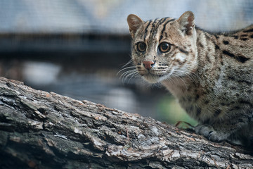 Close up portrait Prionailurus viverrinus. The fishing cat is the state animal of West Bengal. Asian, endangered predator, sitting on branch, searching for prey.