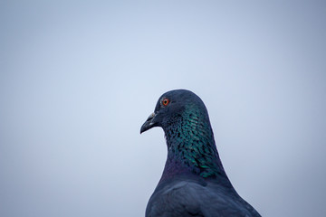 Portrait of a Bird