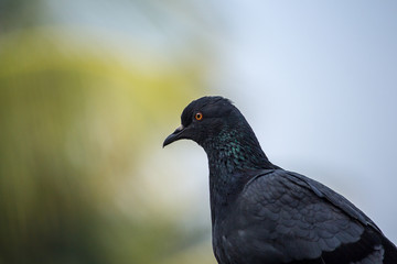 Obraz premium Portrait of a Bird