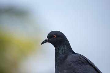 Portrait of a Bird