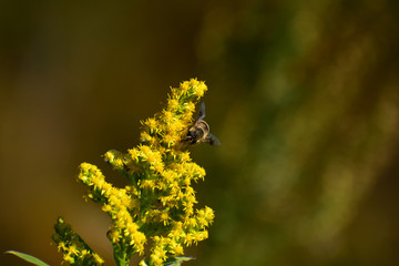 セイタカアワダチソウとハチ