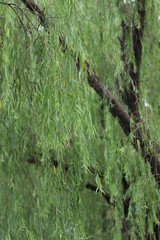 Naklejka na ściany i meble Willow Tree by the Lake